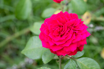 Beautiful rose in garden.