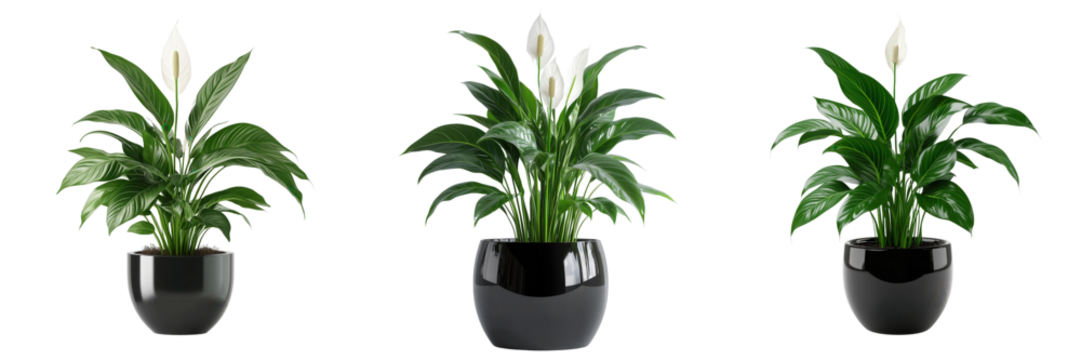 Indoor plant care tips home guide relaxing environment close-up