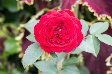 Beautiful rose in garden.