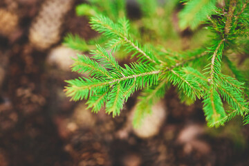 Green pine branch close up with soft needles and pinecones in a natural setting during daylight