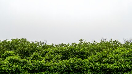 Lush Green Foliage Under Overcast Sky in Serene Natural Setting