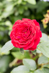 Beautiful rose in garden.