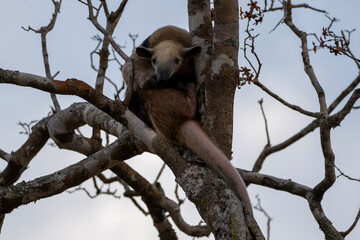 Ein Kleiner Ameisenbär schaut interessiert aus einer Astgabel hinab