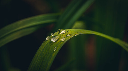 Poranna rosa na liściu trawy  © Marcin