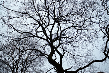 The photograph shows the silhouette of a tree and a branch without leaves on a blue background