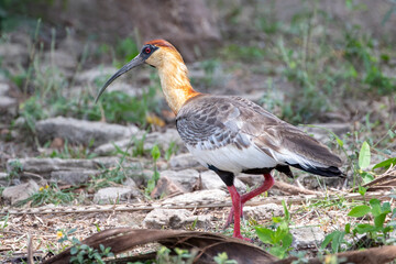Ein Weißhalsibis inn der Seitenansicht im Pantanal