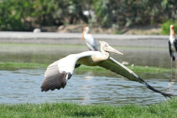 A Pyrenean bird taking off from the water.