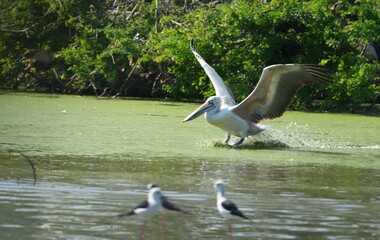 A Pyrenean bird is flying into the water.