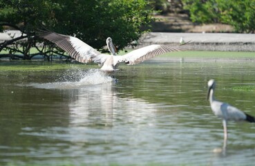 A Pyrenean bird is flying into the water.