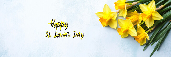 Fresh daffodils with festive St David's Day message on a clean white background symbolizing wales cultural celebration concept of seasonal marketing floral decoration. Free space, mockup, banner