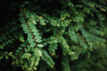 A green plant with small, oval-shaped leaves arranged along thin stems. Nature background concept. 