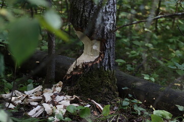 The beaver gnawed a tree.