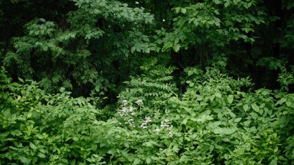 Obraz premium Dense green forest vegetation with vibrant lush appearance