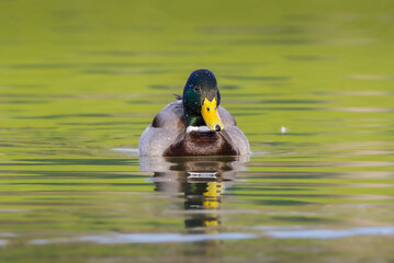 mallard duck on the surface of a pond in the morning light