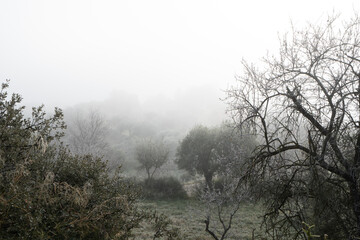landscape with trees in winter in a cold and foggy environment
