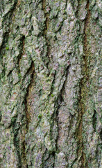 Beautiful close-up of the bark of robinia neomexicana