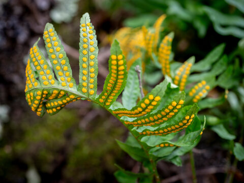 macro close-up of a fern (Polypodium vulgare) with yellow spores on the underside of its leaves, set in a natural environment with a blurred background of vegetation