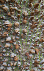 Beautiful close-up of the bark of ceiba insignis