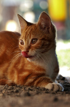 red cat