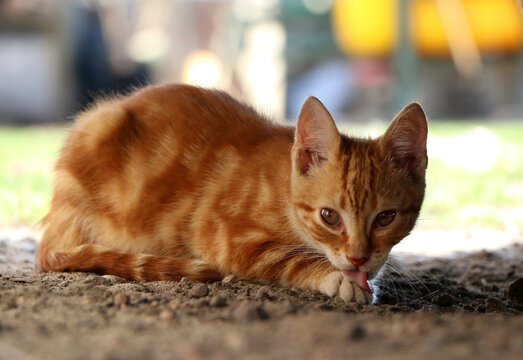 red cat