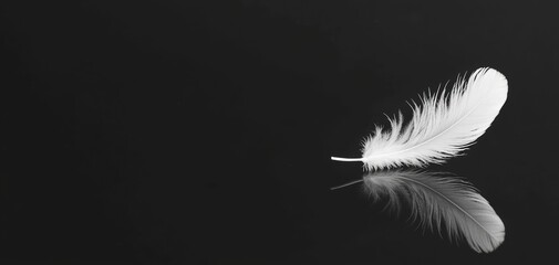 A single white feather resting on a reflective black surface, creating a striking minimalist composition