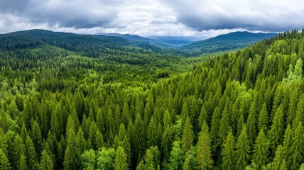 Obraz premium Aerial view of vast, lush, green forest under cloudy sky