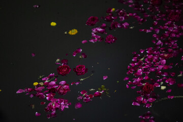 Red rose flower floating on the water. Dark night reflection in water. Valentines concept.