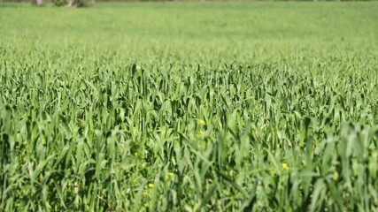 A village in Dehradun city of Uttarakhand, where wheat crop is flourishing in the fields, greenery in the fields. Dehradun. Uttarakhand. India. 03-09-2020