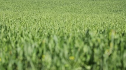 A village in Dehradun city of Uttarakhand, where wheat crop is flourishing in the fields, greenery in the fields. Dehradun. Uttarakhand. India. 03-09-2020
