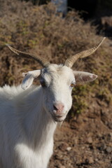 Fototapeta premium Fuerteventura
