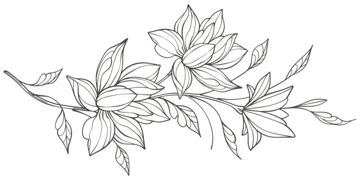Line art vector Floral Botany. jasmine flower drawings. Black and white with line art on transparent backgrounds. Hand Drawn jasmine flower Illustrations. Vector eps