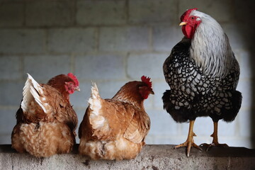 Wyandotte cockerel and brown hens in a line on a barn wall
