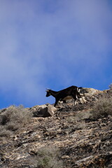 Fuerteventura, Canaries