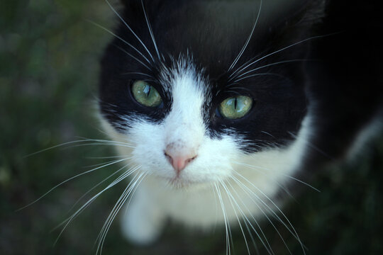 black cat portrait
