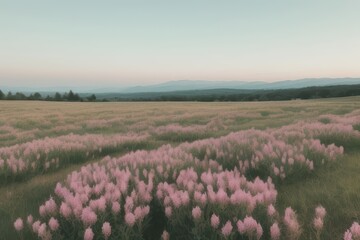Fototapeta premium Scenic Field of Pink Flowers at Dusk with Mountains in Background. Pastoral Landscape in Summer