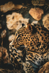Wild life