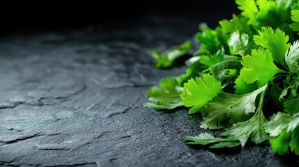 Obraz premium Fresh cilantro leaves on dark textured surface