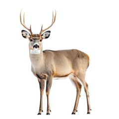 deer isolated on white - PNG