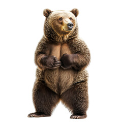 brown bear isolated on white background