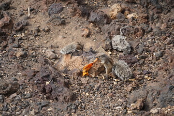 Fuerteventura