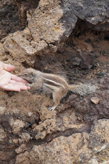 Obraz premium Fuerteventura