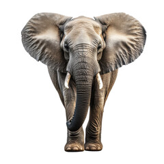 Obraz premium elephant isolated on white background.