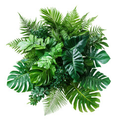 fern leaf isolated on white background