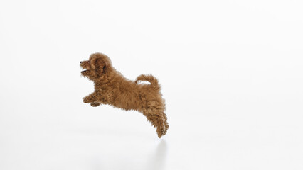 Small, reddish-brown Maltipoo puppy with curly fur mid-leap, joyfully jumping, running, playing against isolated on white background. Concept of domestic animal, health, care, grooming. Side view