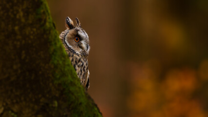 An Eared Kalous (Asio otus) sitting on a tree trunk in the forest, looking forward. Long-eared owl hiding behind a tree. Long-eared Buzzard. Portrait of an owl