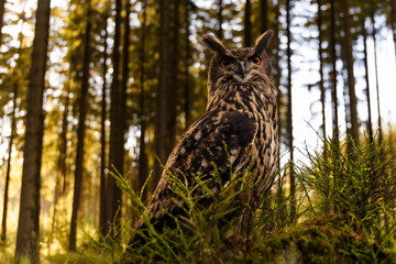 eagle owl sitting on a stump in the forest. Eagle owl photographed in forest. Portrait of an owl. Bubo Bubo. eurasian eagle-owl, horned owl.