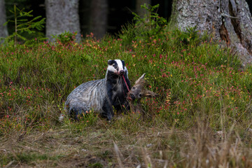 A badger (meles meles) eating a young doe caught in the forest. Forest carnivore on the hunt. a...