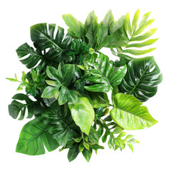 green leaves isolated on white background