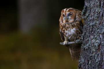 Tawny owl (Strix aluco) hidden in the forest. Brown owl sitting on tree stump in the dark forest habitat. Beautiful animal in nature. Wildlife scene from dark spruce forest.