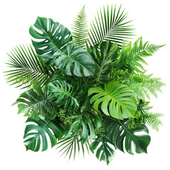 palm tree isolated on white background.